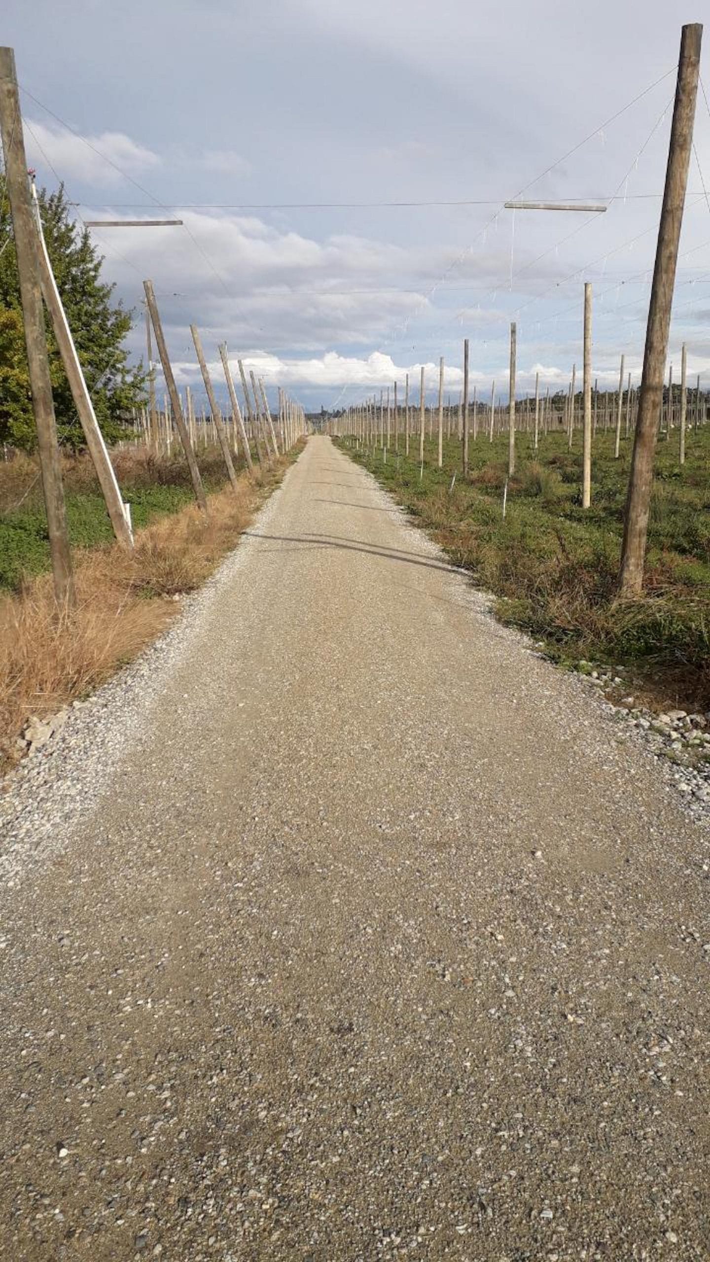 Orchard Tracks