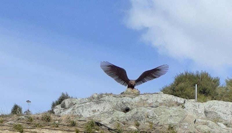 Falcon Brae - Stonefly Lodge