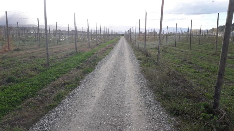 Orchard Tracks