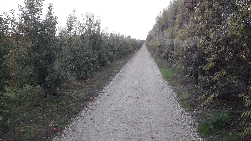Orchard Tracks